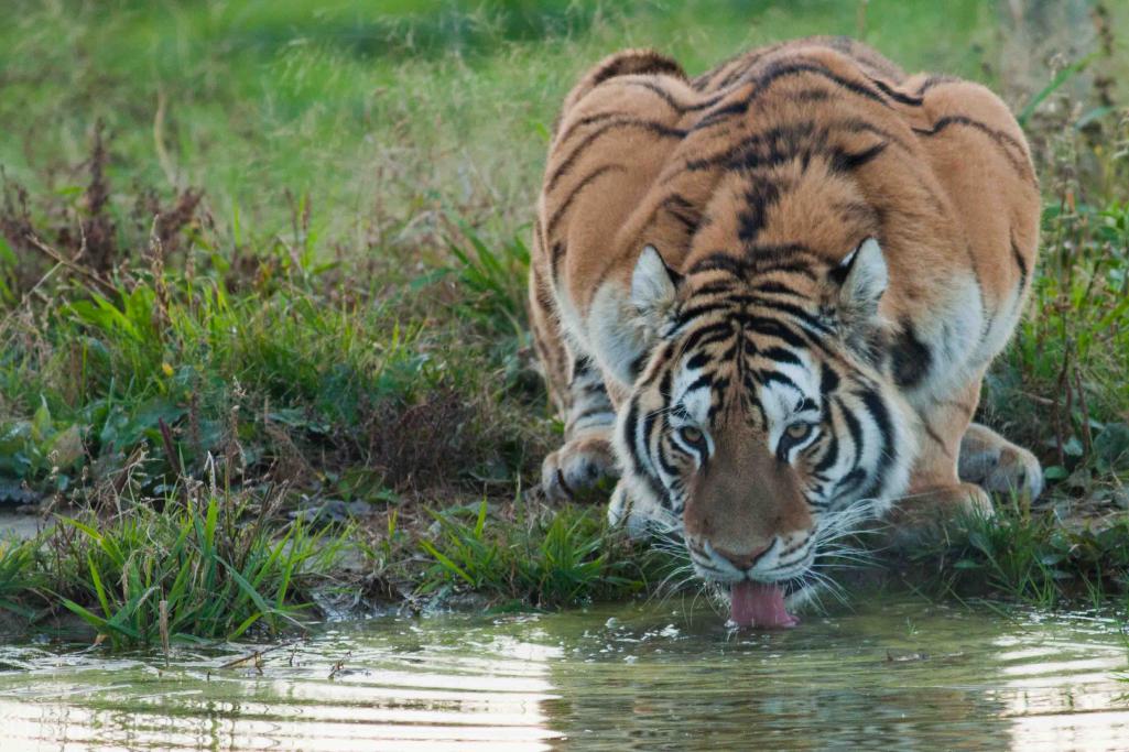 Name:  Drinking Tiger.jpg
Views: 2355
Size:  123.8 KB
