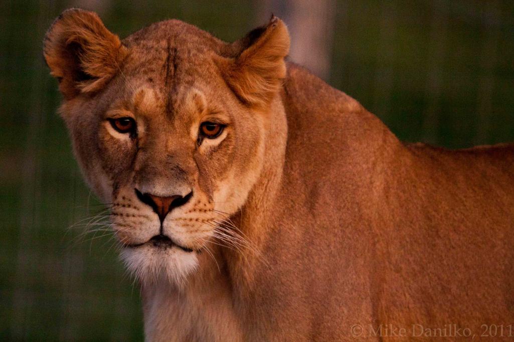 Name:  Lioness.jpg
Views: 1093
Size:  92.3 KB