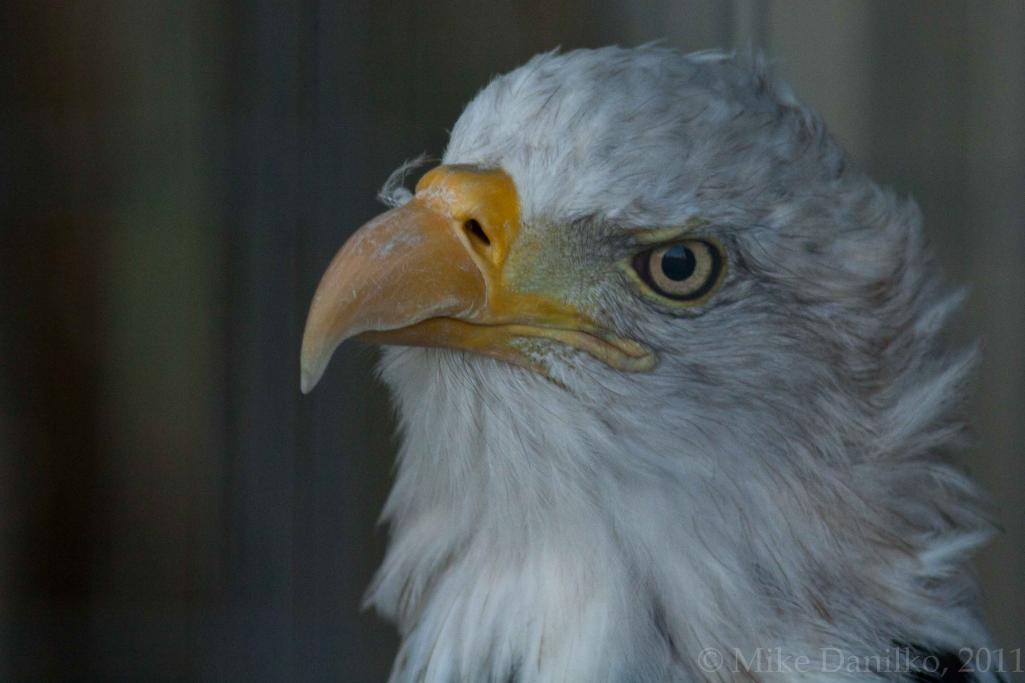 Name:  Eagle-2.jpg
Views: 999
Size:  55.1 KB