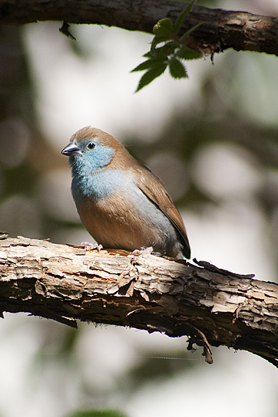 Name: IMG_9394.jpg
Views: 484
Size: 230.9 KB