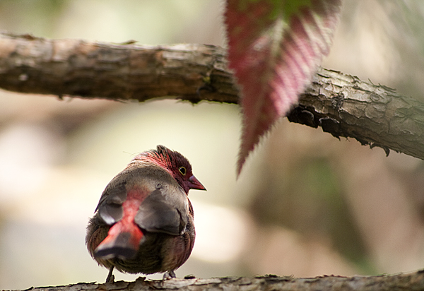 Name: IMG_9392.jpg
Views: 473
Size: 189.9 KB