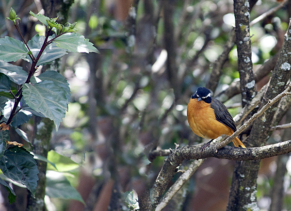 Name:  IMG_4738.jpg
Views: 472
Size:  212.9 KB