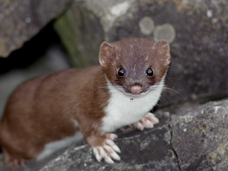 Name:  Short Tailed Weasel.jpg
Views: 383
Size:  139.6 KB
