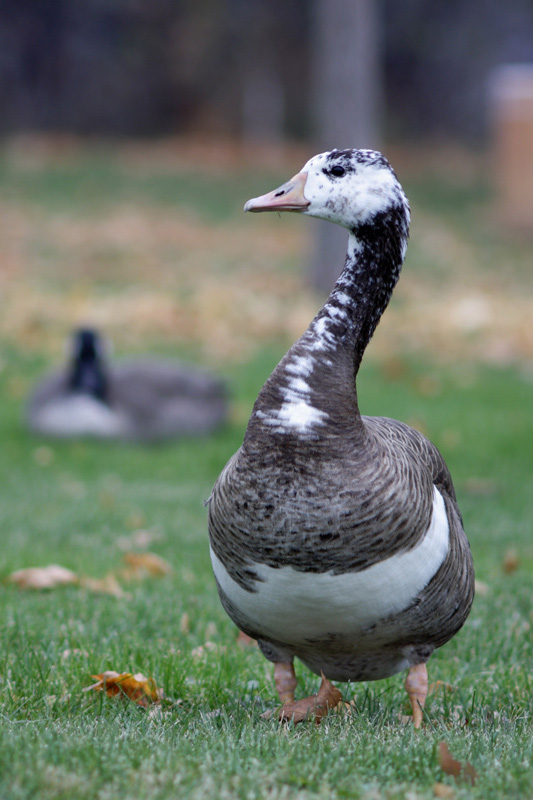 Name:  Goose, Hybrid.jpg
Views: 227
Size:  155.7 KB