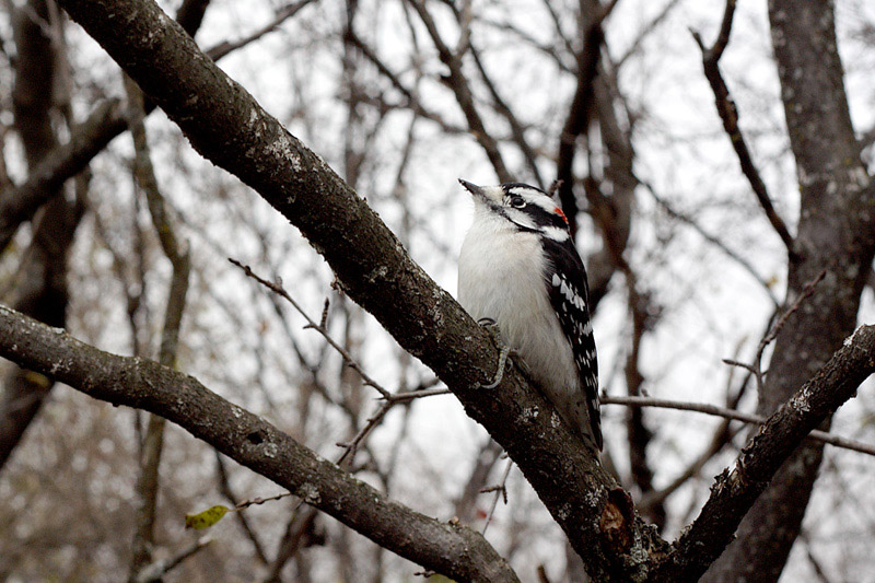 Name:  Downy Woodpecker .jpg
Views: 234
Size:  174.0 KB