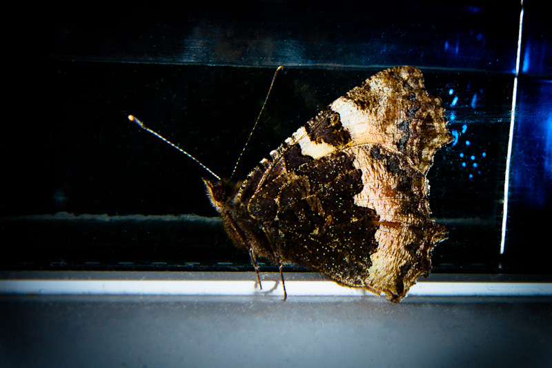 Name:  moth-7009-Edit.jpg
Views: 1194
Size:  177.8 KB