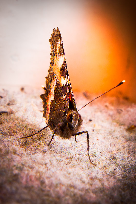 Name:  moth-7042-Edit.jpg
Views: 1067
Size:  156.8 KB