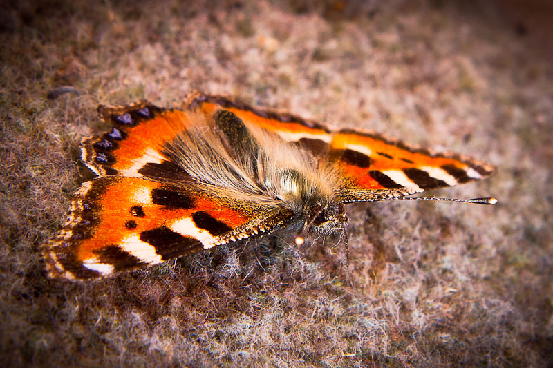 Name:  moth-7032-Edit.jpg
Views: 885
Size:  170.8 KB