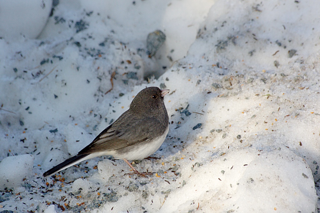 Name:  IMG_7337_edited.jpg
Views: 485
Size:  254.5 KB