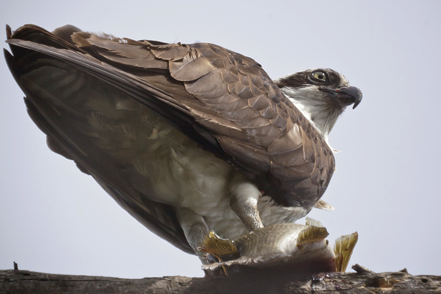 Name:  Osprey.jpg
Views: 380
Size:  211.7 KB