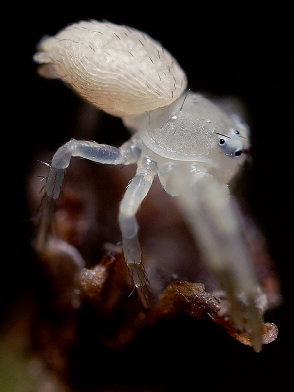 Name:  Crab Spider, baby.jpg
Views: 238
Size:  174.0 KB
