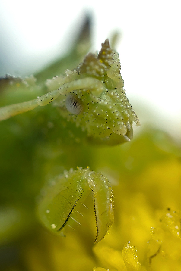 Name:  Jagged Ambush Bug, nymph.jpg
Views: 226
Size:  198.2 KB