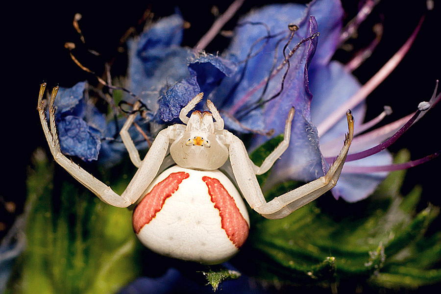 Name:  Crab Spider, Misumena Vatia, female.jpg
Views: 436
Size:  175.9 KB