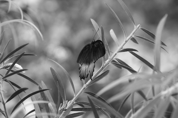 Name:  b w butterfly 297.jpg
Views: 198
Size:  65.5 KB