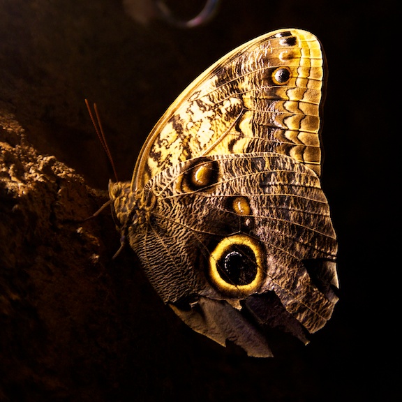 Name:  golden 301.jpg
Views: 442
Size:  135.4 KB