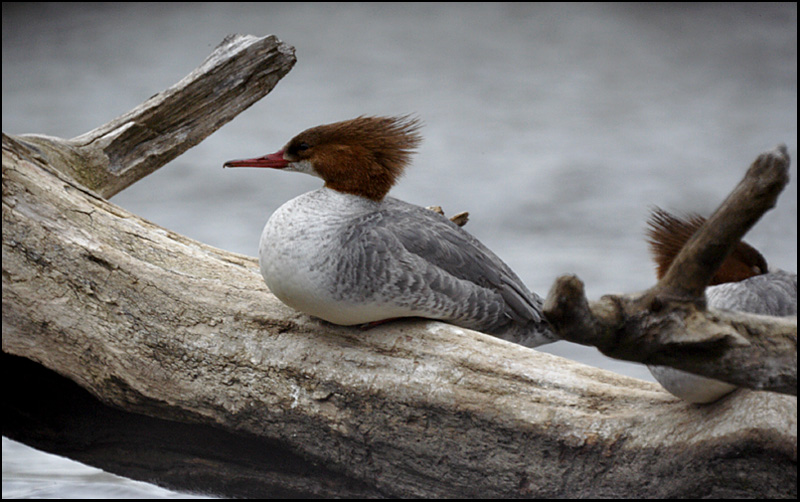 Name:  Common Mergansers, female.jpg
Views: 243
Size:  167.3 KB