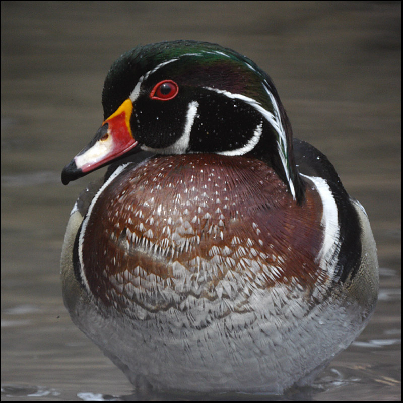 Name:  Wood Duck, male.jpg
Views: 236
Size:  179.4 KB