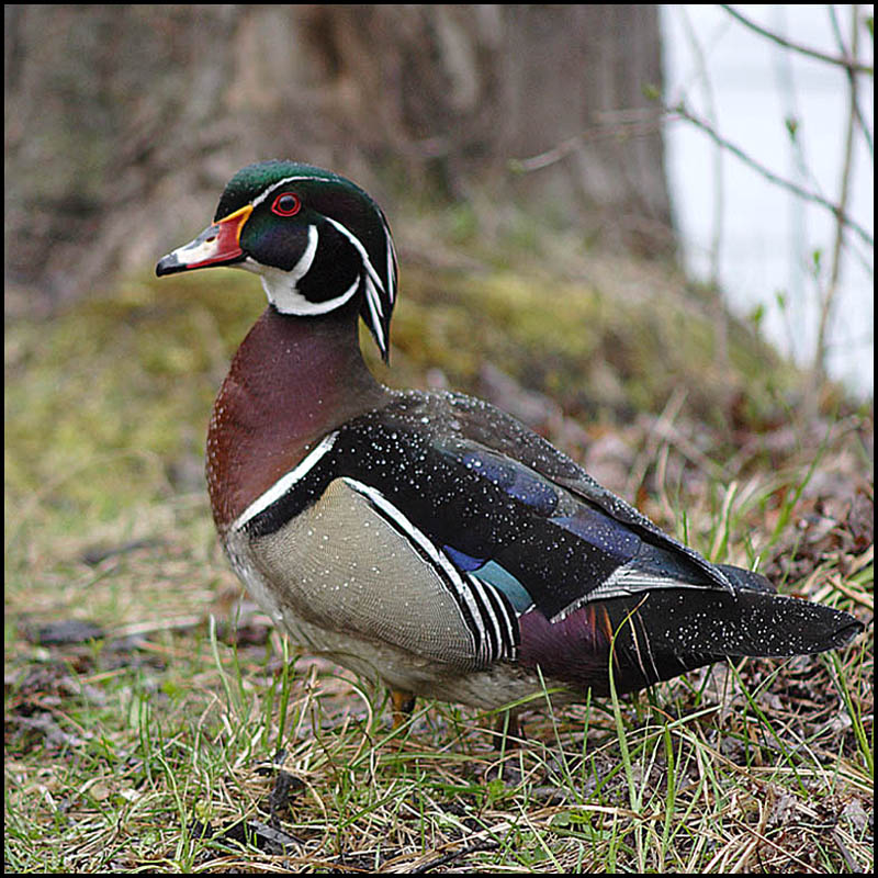 Name:  Wood Duck.jpg
Views: 184
Size:  179.8 KB