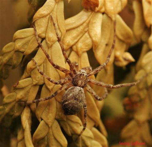 Name:  IMG_0028 (Small).JPG
Views: 514
Size:  47.7 KB