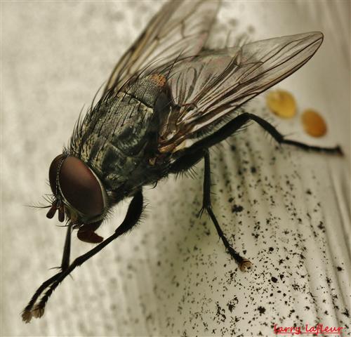 Name:  IMG_0039 (Small).JPG
Views: 517
Size:  53.9 KB