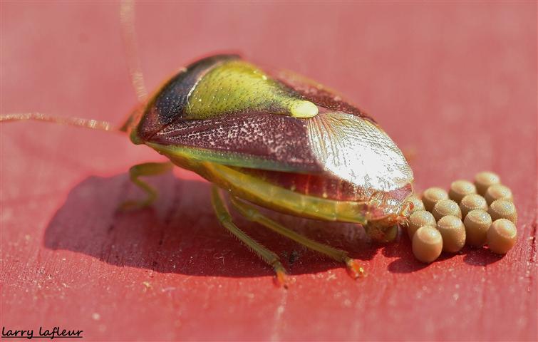 Name:  IMG_9501 (Small).JPG
Views: 1794
Size:  54.8 KB