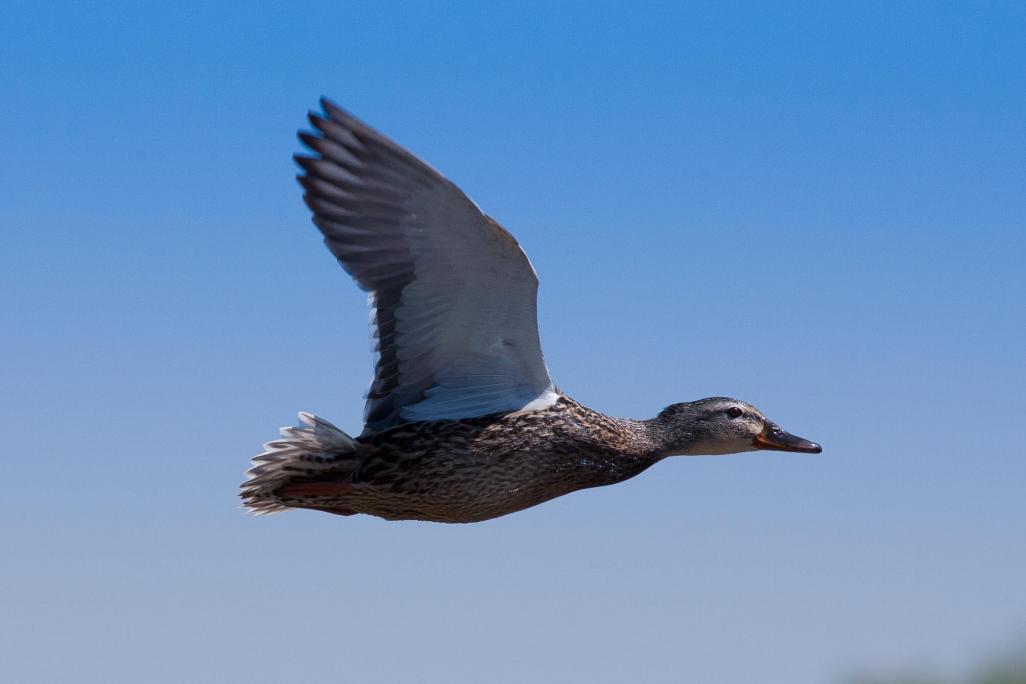 Name:  Duck in Flight.jpg
Views: 248
Size:  33.6 KB