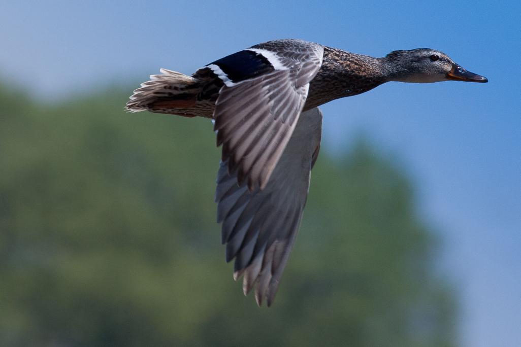 Name:  Duck in Flight-2.jpg
Views: 168
Size:  43.7 KB