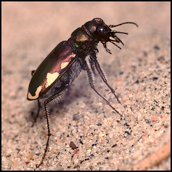 Name:  Festive Tiger Beetle.jpg
Views: 604
Size:  182.4 KB