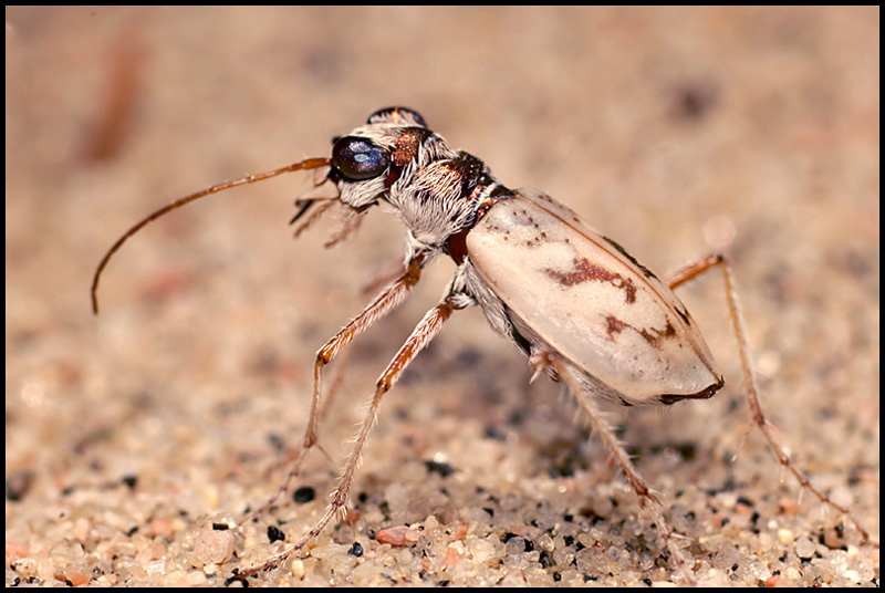 Name:  Ghost Tiger Beetle.jpg
Views: 930
Size:  167.2 KB