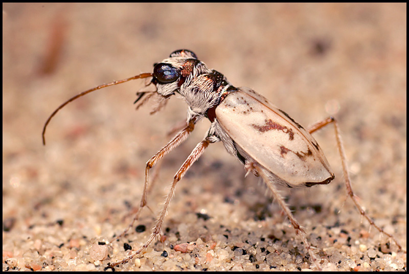 Name:  Ghost Tiger Beetle.jpg
Views: 738
Size:  167.2 KB