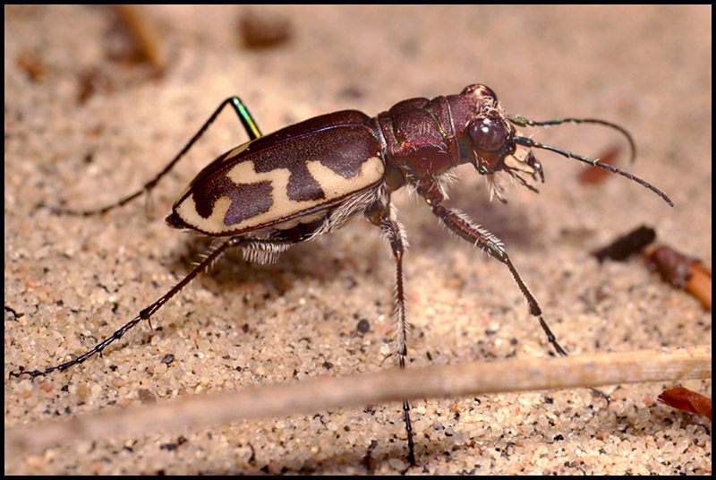 Name:  Big Sand Tiger Beetle.jpg
Views: 936
Size:  156.1 KB