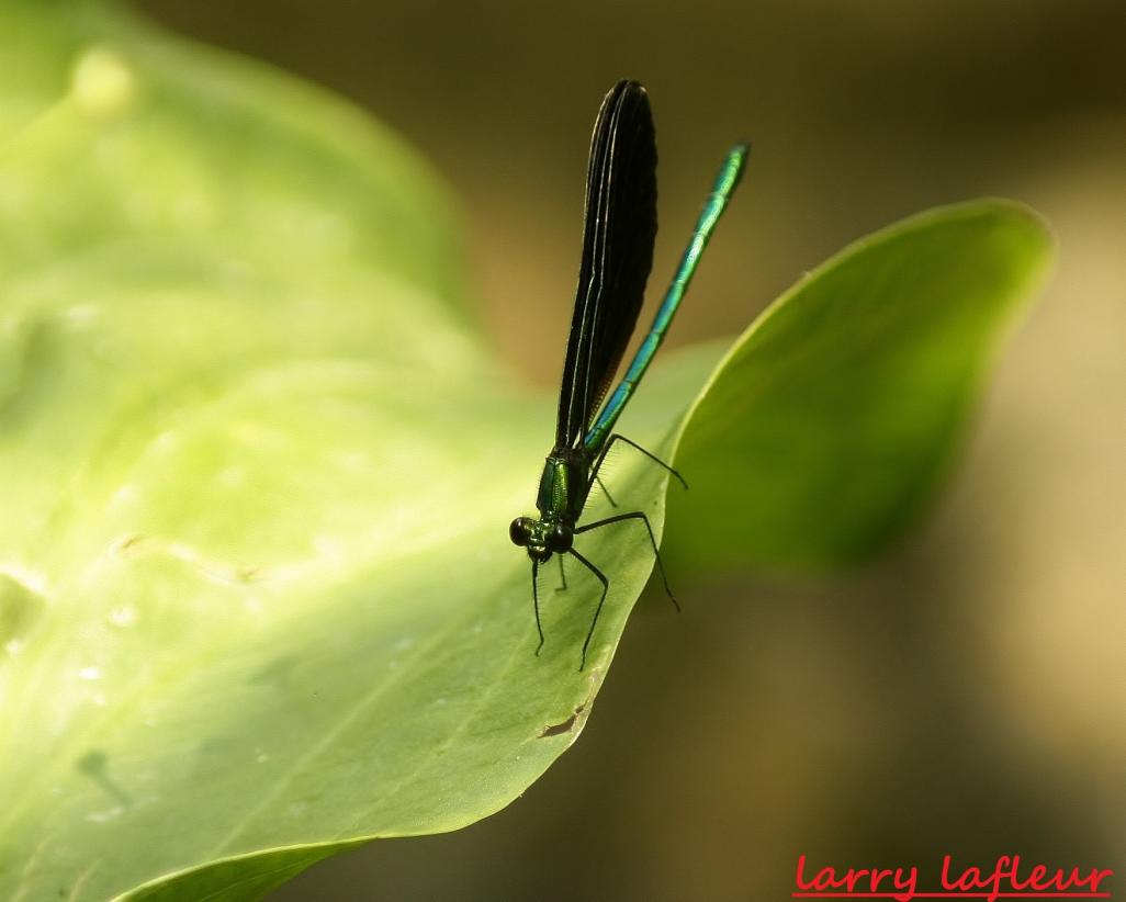 Name:  IMG_0965.jpg
Views: 473
Size:  49.2 KB