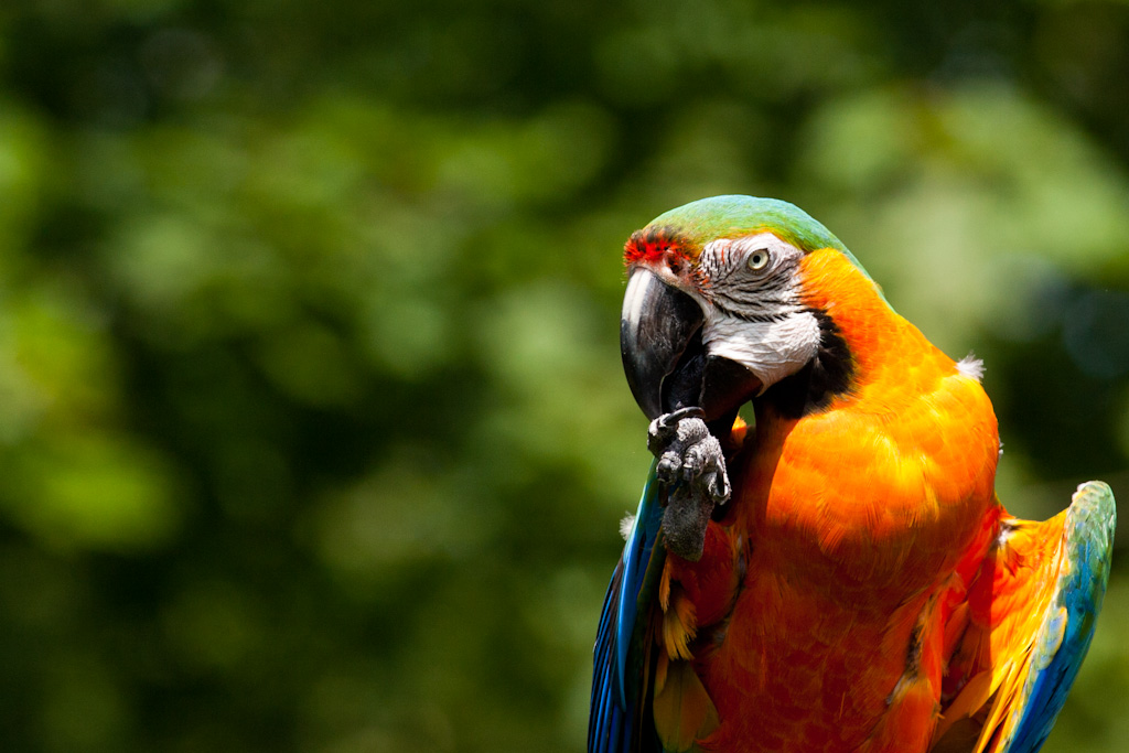 Name:  Macaw.jpg
Views: 169
Size:  226.8 KB