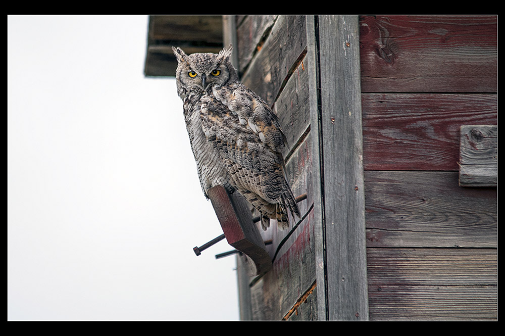 Name:  prarie owl.jpg
Views: 559
Size:  185.6 KB