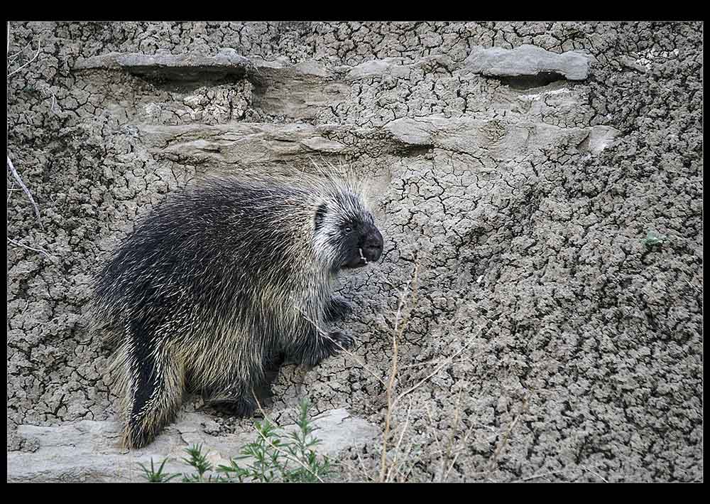 Name:  the creature.jpg
Views: 352
Size:  221.3 KB