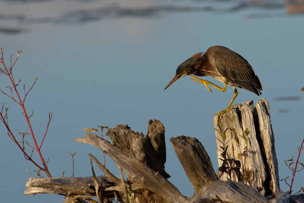 Name:  Green Heron-4.jpg
Views: 390
Size:  224.6 KB