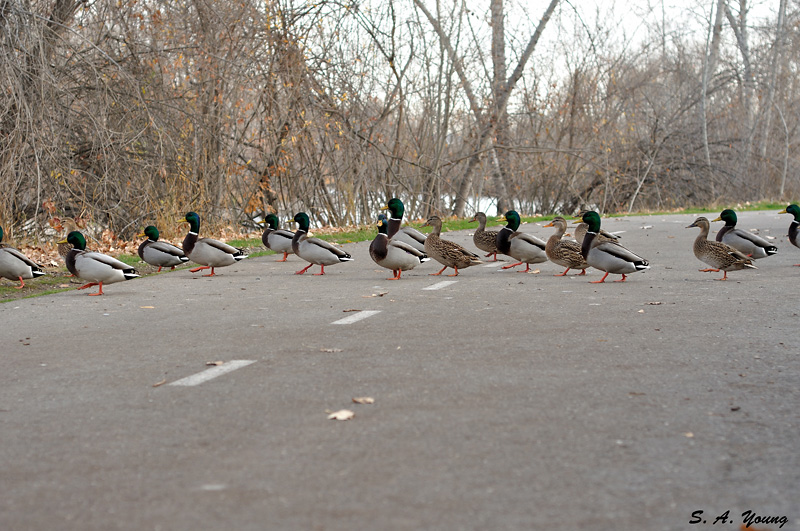 Name:  Ducks 2.jpg
Views: 381
Size:  231.2 KB