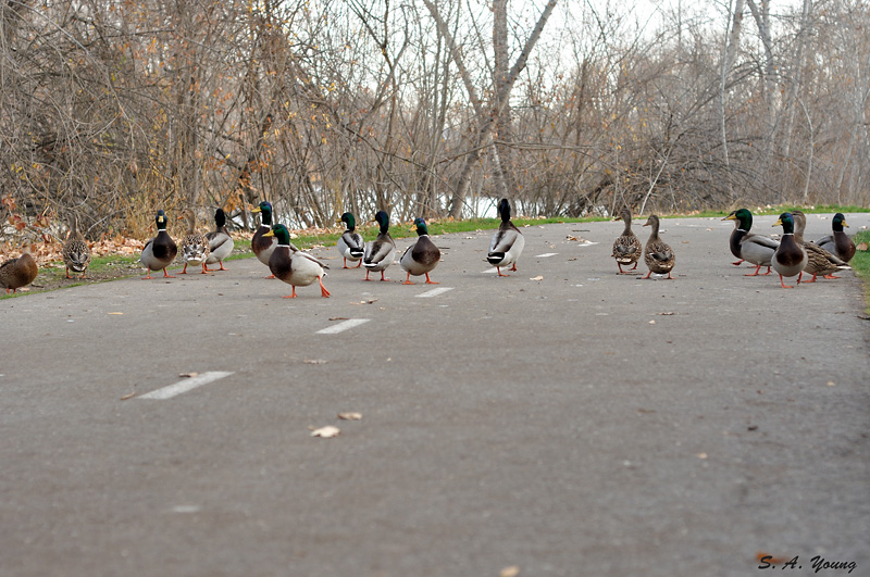 Name:  Ducks 1.jpg
Views: 301
Size:  226.9 KB