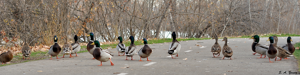 Name:  Ducks 1 pano.jpg
Views: 201
Size:  245.9 KB