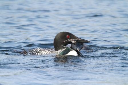 Name:  Loons c.jpg
Views: 547
Size:  38.0 KB