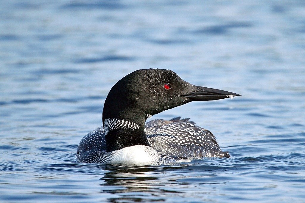 Name:  loon c.jpg
Views: 347
Size:  195.4 KB