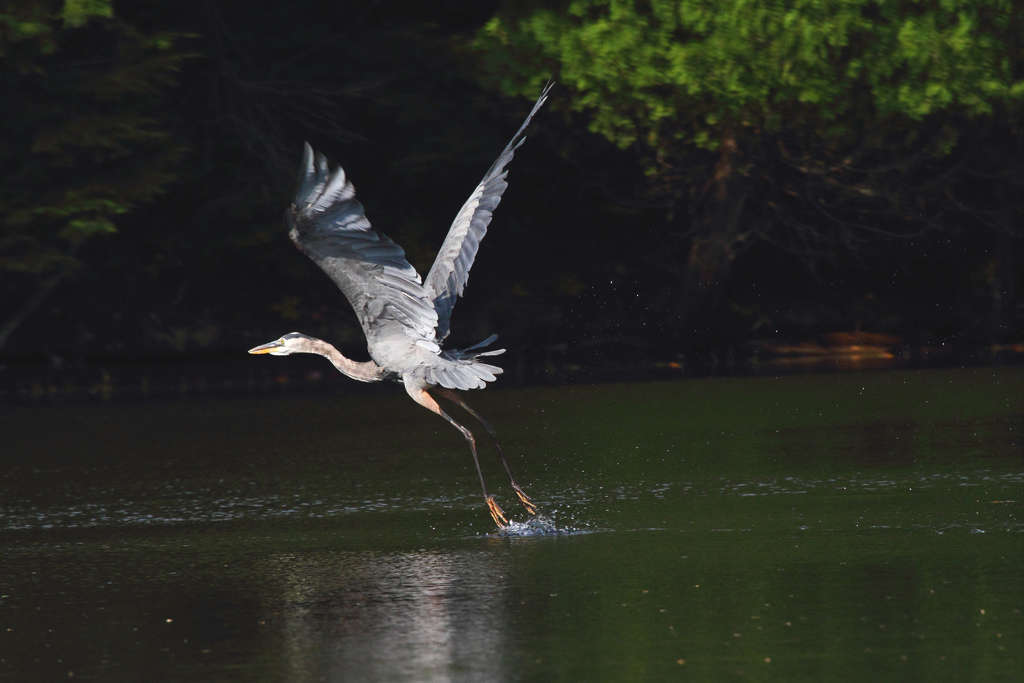 Name:  heron1-c.jpg
Views: 485
Size:  246.5 KB
