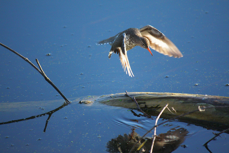 Name:  snipe-c.jpg
Views: 618
Size:  251.7 KB