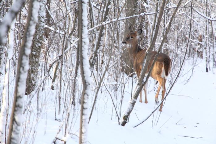 Name:  Deer 4.jpg
Views: 278
Size:  65.2 KB