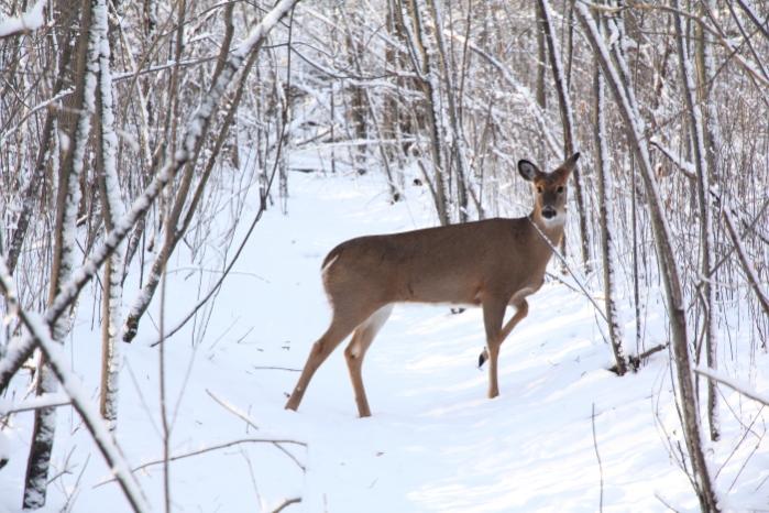 Name:  Deer 1.jpg
Views: 445
Size:  67.2 KB