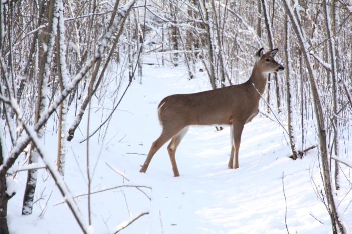 Name:  Deer 2.jpg
Views: 512
Size:  63.5 KB