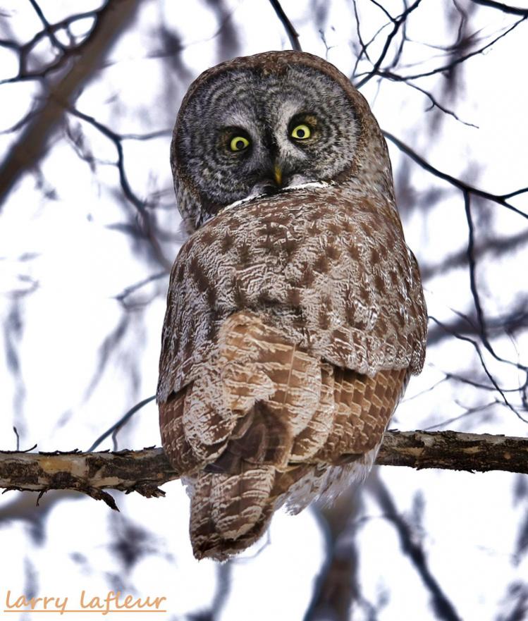 Name:  Great Grey Owl2 Small.jpg
Views: 310
Size:  104.2 KB