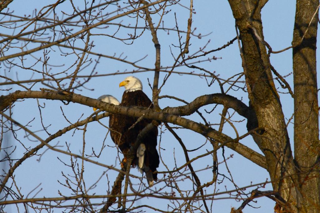 Name:  Eagles.jpg
Views: 400
Size:  129.0 KB
