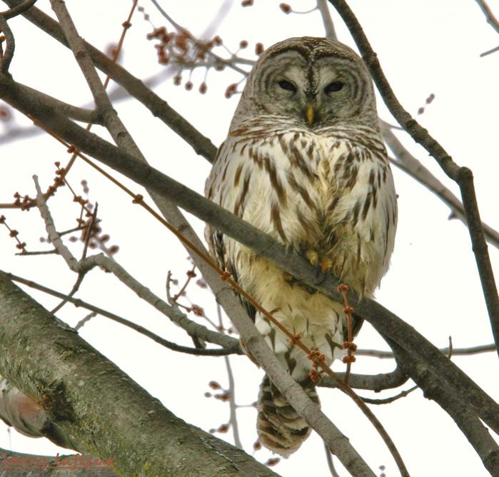 Name:  Juv Gray Owl (S).jpg
Views: 352
Size:  73.1 KB