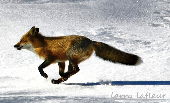 Name:  (s)Fox.jpg
Views: 465
Size:  263.7 KB